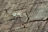Salticus sp.